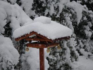 Vogelhaus Schnee