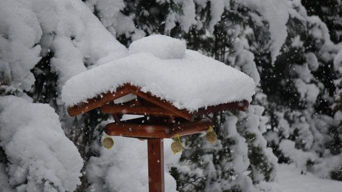 Vogelhaus Schnee