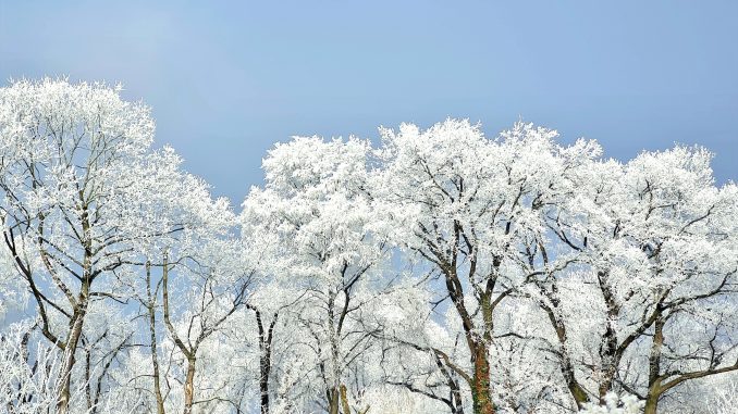Winter Bäume Frost