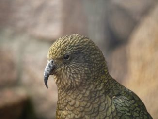 Kea