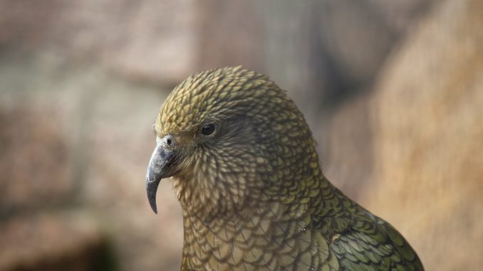 Kea