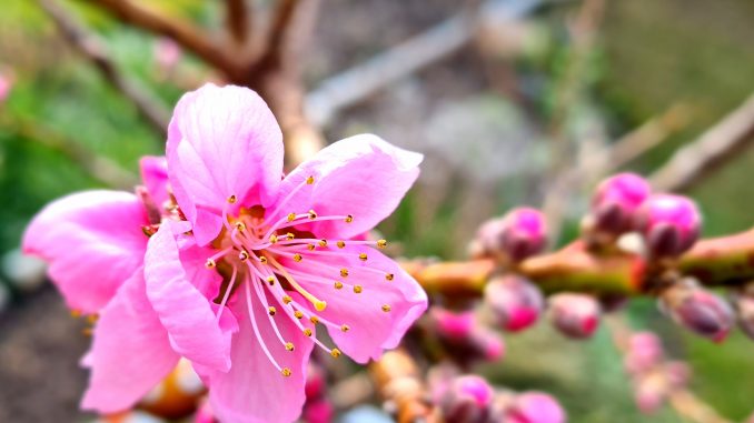 Frühling Nektarine