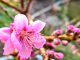 Frühling Nektarine