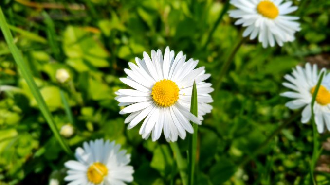 Gänseblümchen