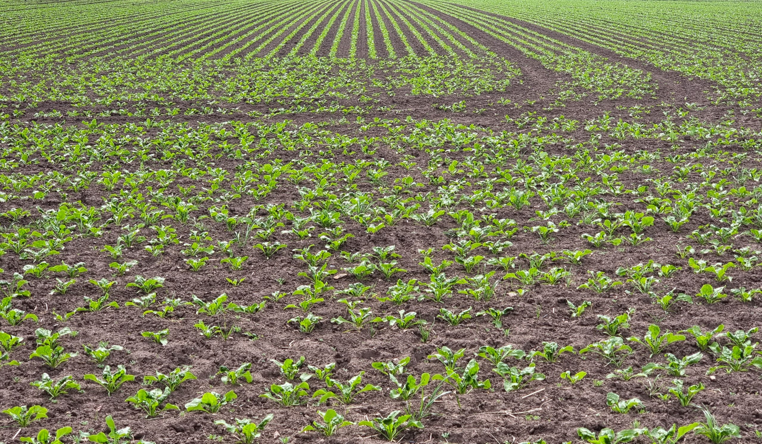 Sachsen-Anhalt-setzt-beh-rdliche-berwachung-der-D-ngeregeln-in-roten-Gebieten-aus