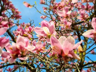 Magnolie