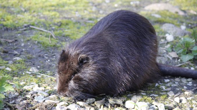 Nutria