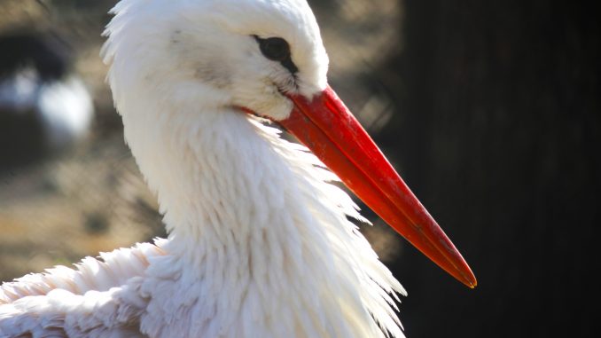 Storch