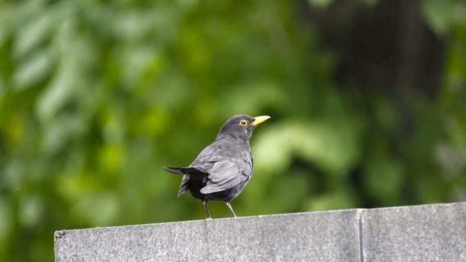Amsel