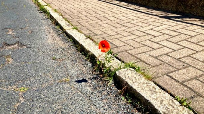 Klatschmohn