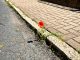 Klatschmohn