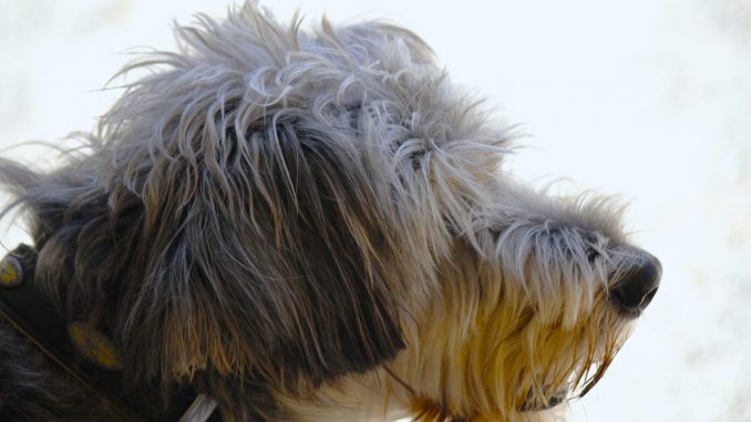 hund30 Hund