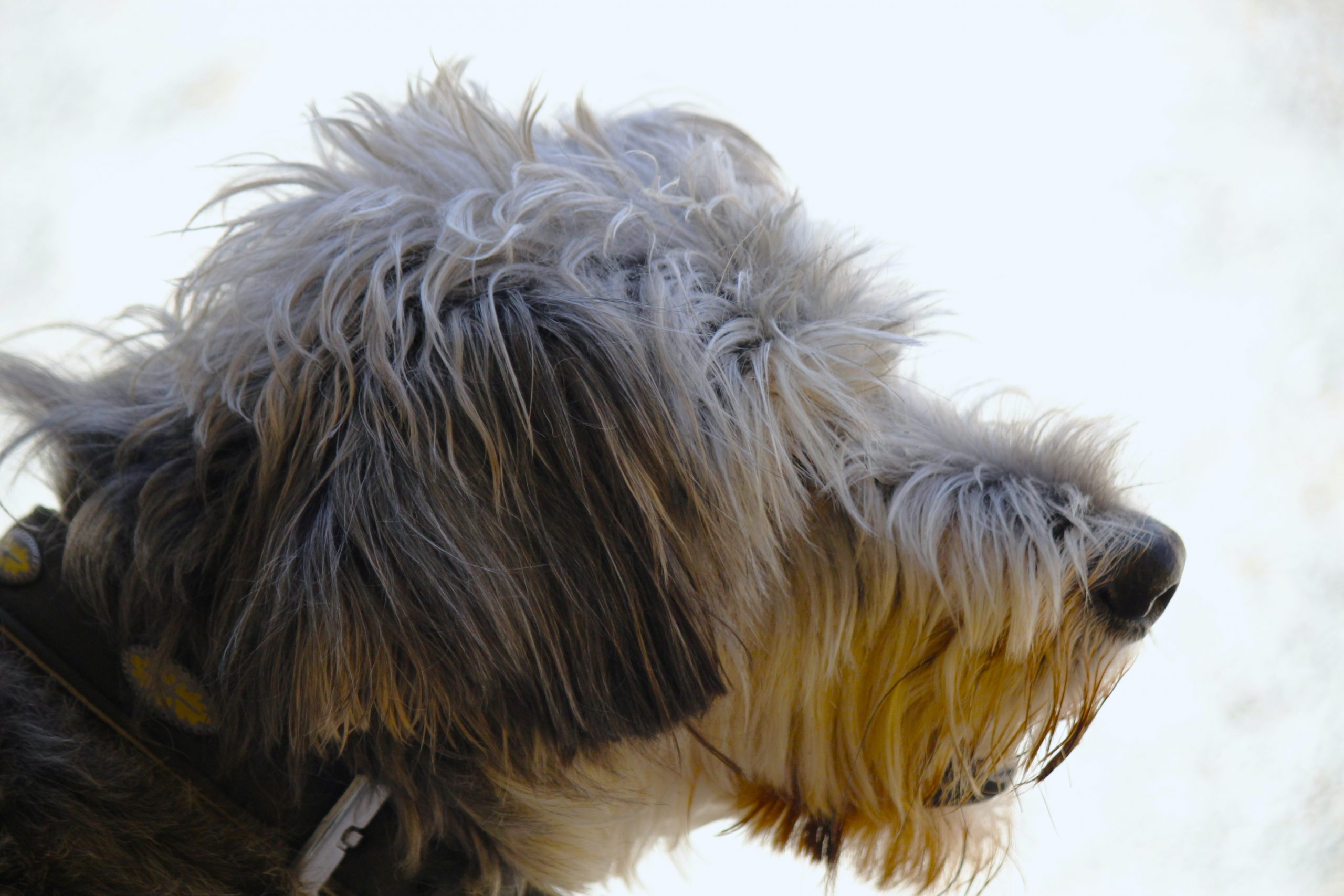 Hundesteuer-f-r-Ersthund-erh-ht-sich-ab-Januar-2026