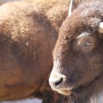 Bison