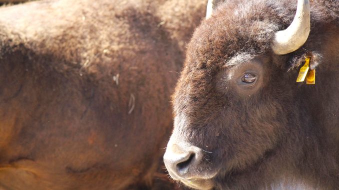 Bison