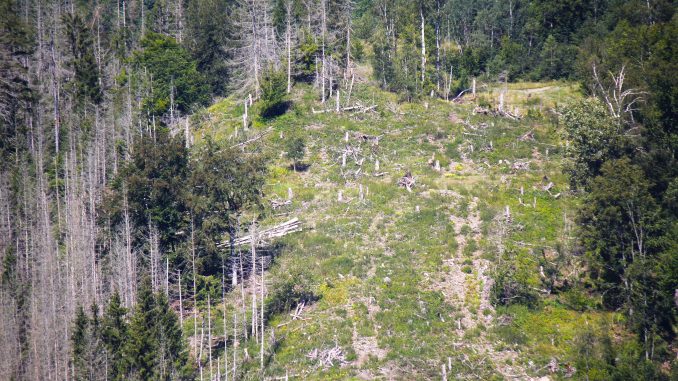 Waldsterben Harz