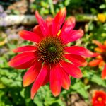 Echinacea Sonnenhut