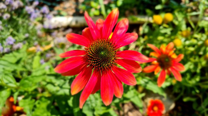 Echinacea Sonnenhut