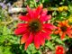 Echinacea Sonnenhut