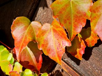 Herbstlaub