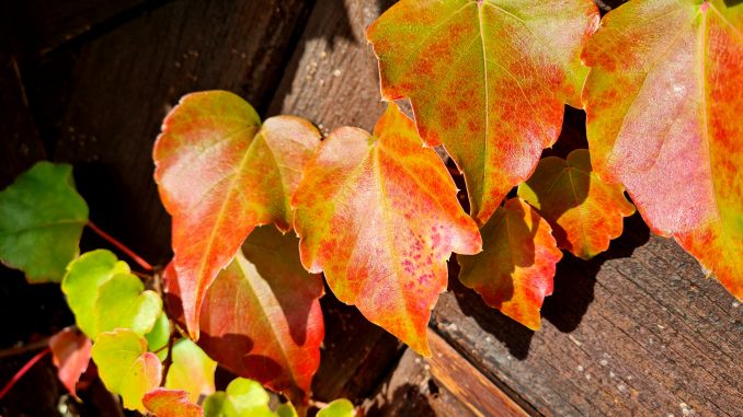 herbstlaub2 Herbstlaub