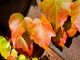 Herbstlaub