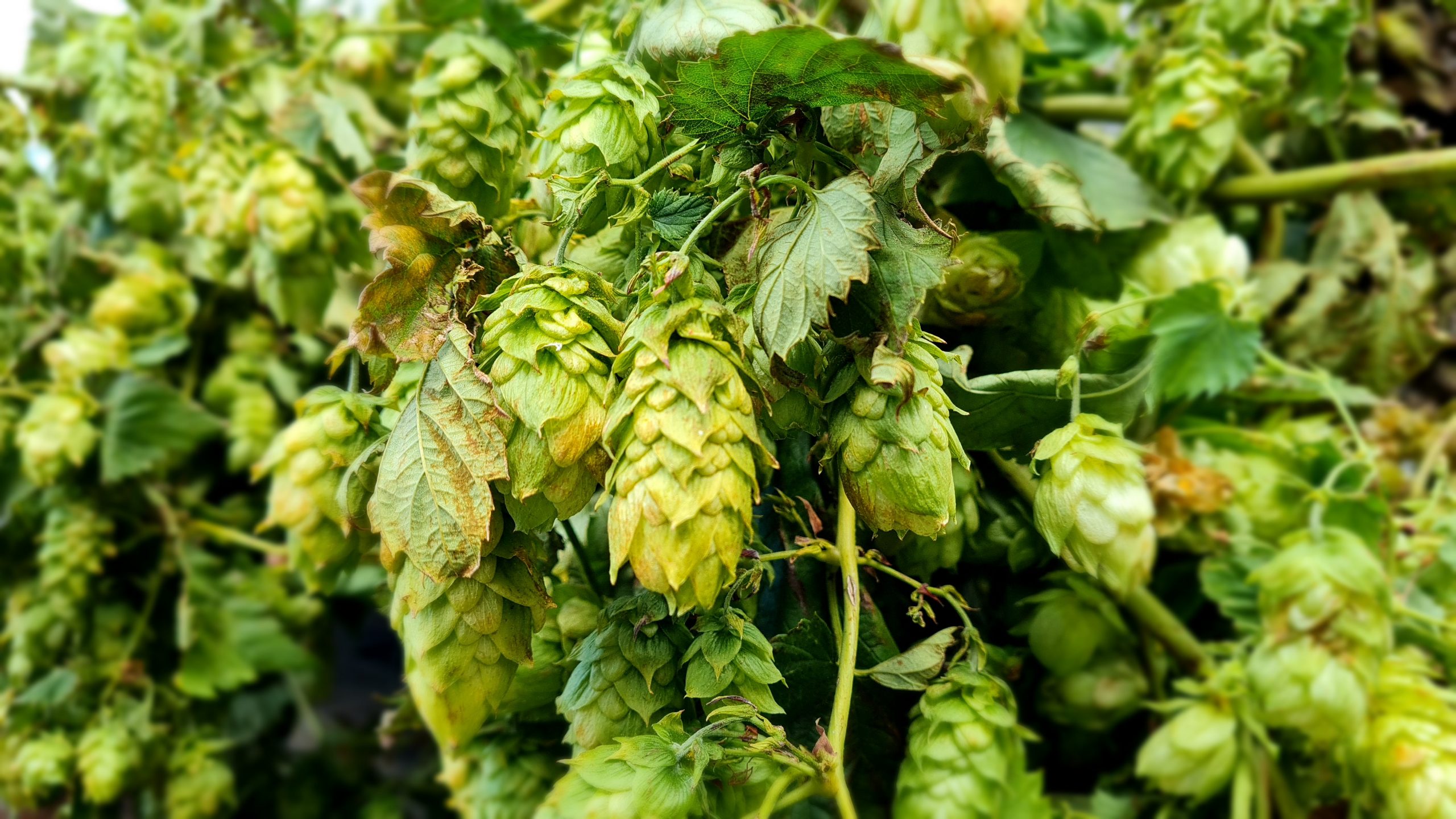 Obst-und-Hopfenbaubetriebe-Sachsen-Anhalt-er-ffnet-Antragsverfahren-zur-F-rderung-von-Versicherungspr-mien