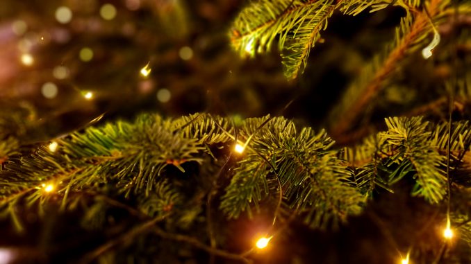 lichterkette_weihnachtsbaum Weihnachten Advent