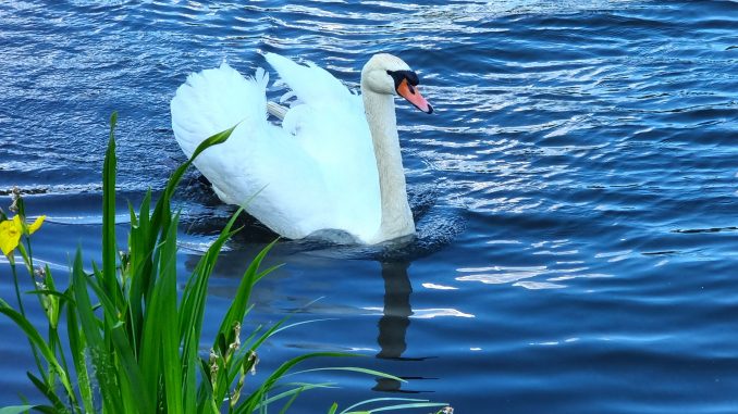 Schwan