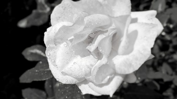 rose_schwarzweiss Rose