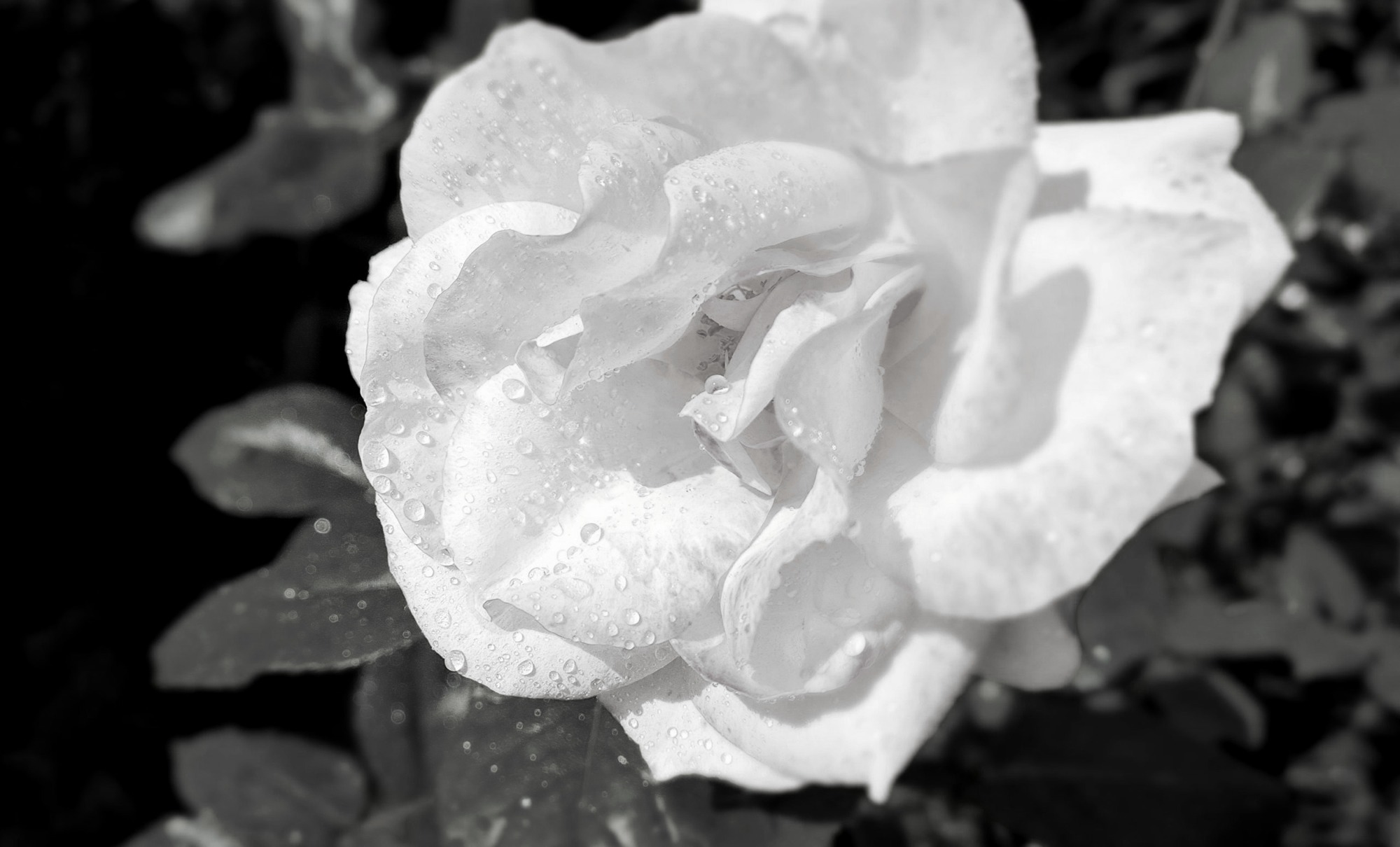 Stadt-beteiligt-sich-mit-mehreren-Aktionen-am-Tag-des-Gedenkens-an-die-Opfer-des-Nationalsozialismus-