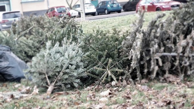 weihnachtsbaeume_tannenbaum Weihnachtsbäume
