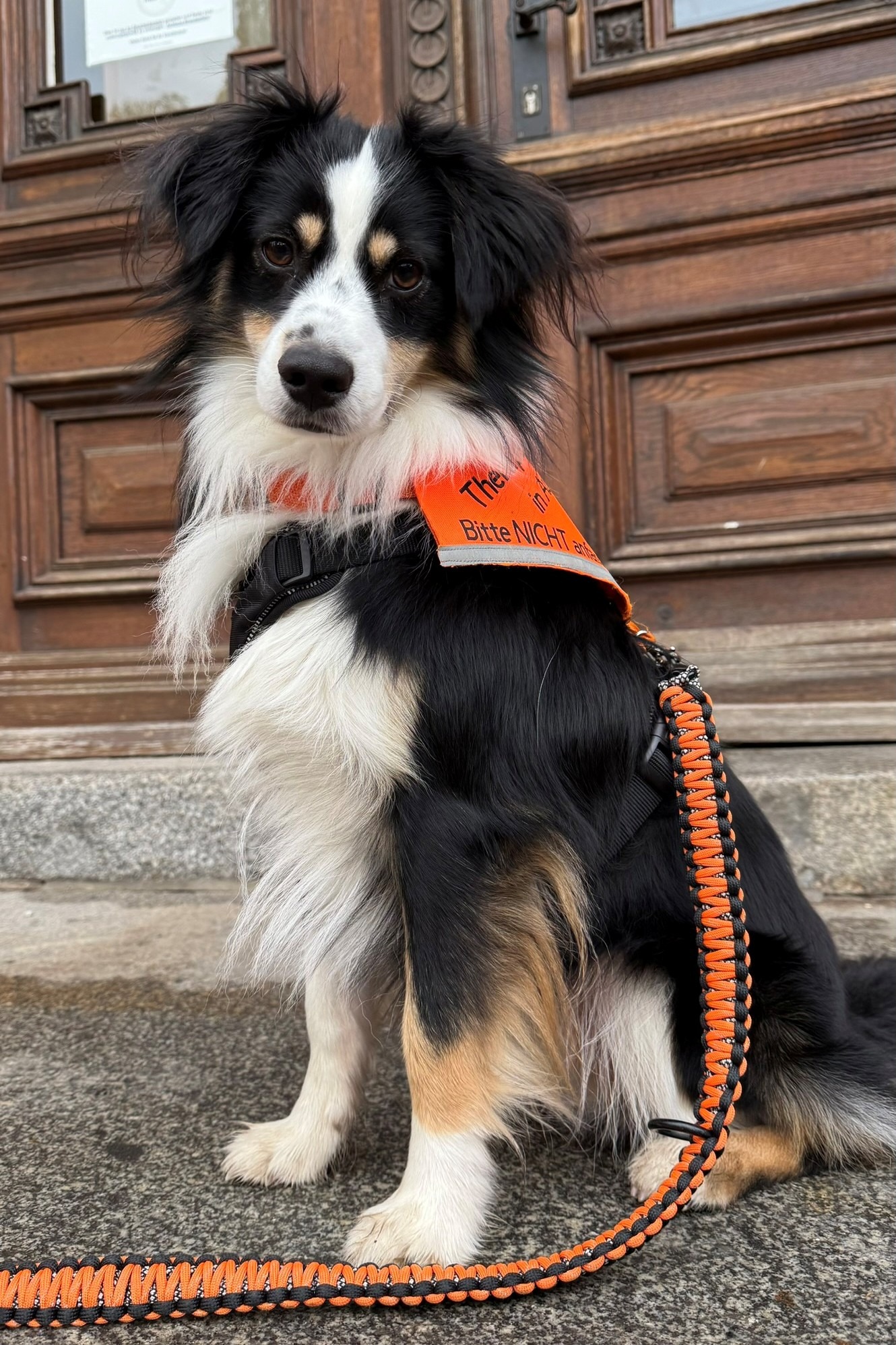Therapeut-auf-vier-Pfoten-Domino-hat-seine-Ausbildung-zum-Therapiebegleithund-in-der-Psychiatrie-gestartet