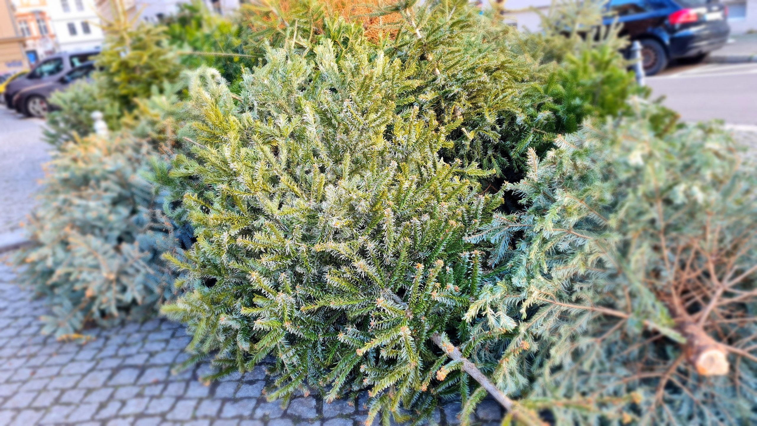 Entsorgung-von-Weihnachtsb-umen-beginnt-am-12-Januar-2026