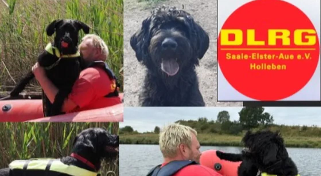 Hallenser-Rettungsh-ndin-braucht-selbst-dringend-Hilfe-Spendenaufruf-gestartet