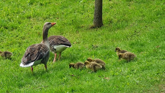 Wildgänse im Park