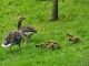 Wildgänse im Park
