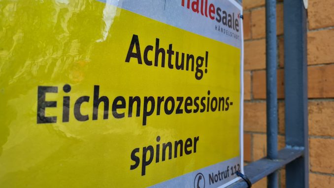 Eichenprozessionsspinner