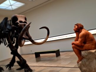 Landesmuseum für Vorgeschichte Halle