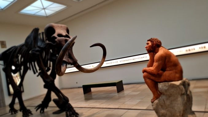 Landesmuseum für Vorgeschichte Halle