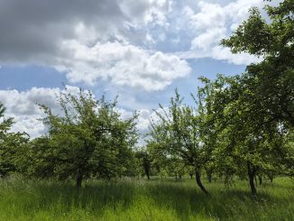Streuobstwiese