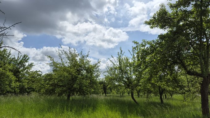 Streuobstwiese
